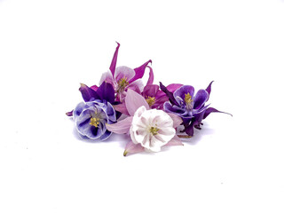 Gemeine Akelei verschiedene Blüten isoliert auf weißen Hintergrund