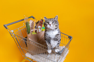 Strong cat standing in shopping cart