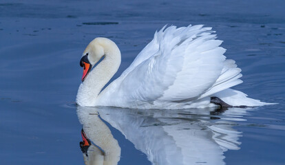Mute swan, Cygnus olor. A bird floats down the river, reflected in the water