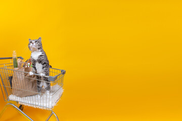 Strong cat standing in shopping cart