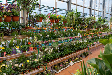 Ornamental plant store. Row of many various colorful plant on shelves display for sale in garden center.
