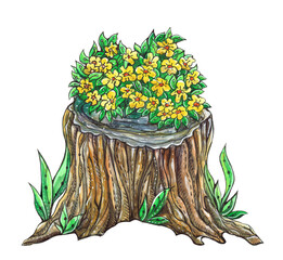 Watercolor illustration with a flowering stump. Yellow flowers.