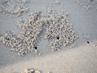 Close up nest sea crab on the beach