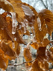 Close up of brown leafs covered in ice glaze during winter