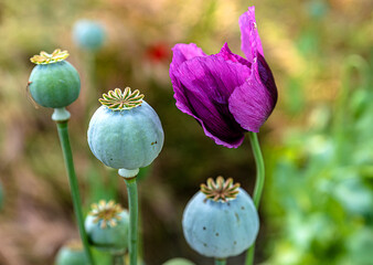 poppy flower and poppy waiting to be harvested in the field