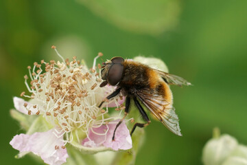 Closeup on a furry dronefly, Eristalis intricaria sitting onwhite brambleberry flower, Rubus fructicosus