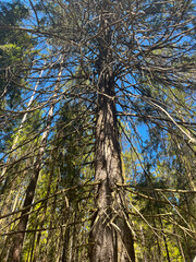 Wild dry forest, pine trees, fir trees, forest background, no people 