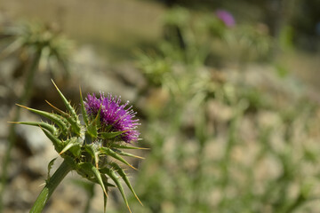 Silybum Marianum, Cardo Mariano