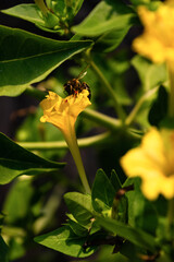 Abeja posada sobre mirabilis jalapa, Don Pedro