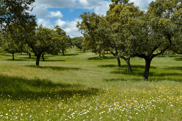 Dehesa Española en primavera