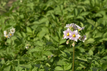 Flor de la planta de la patata, Solanum tuberosum