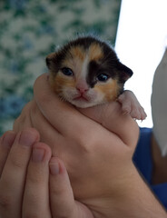 Gatito calicó callejero en manos de veterinaria