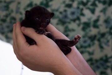 Gatito negro asustado sostenido por manos