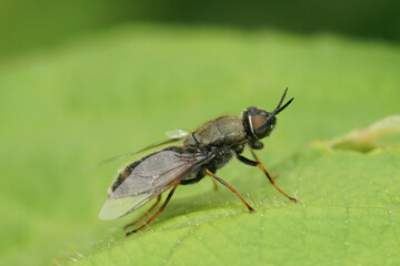 Detailed on a shy female black colonel sodier fly, Odontomyia tigrina sitting on a green leaf