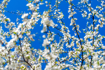 Cherry blossom branch in the garden in spring
