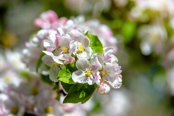 appletree blossom branch in the garden in spring
