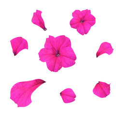 Petunia flower, crimson. Hyper realistic vector illustration. Pink petals, realistic vector elements for design. Floristry, decorative element.