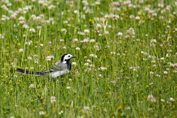 Obraz premium White wagtail bird (Motacilla alba).in the meadow in spring