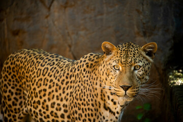 Leopard in Pretoria zoo