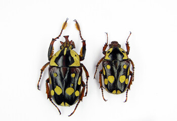Unusual beetles isolated on white. African flower beetles Cheirolasia burkei black with yellow spots close up. Cetoniidae. Collection beetles. Coleoptera. Entomology.