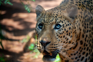 Leopard in Pretoria zoo