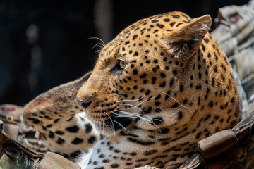 Leopard in Pretoria zoo