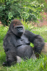 lowland silverback gorilla in Pretoria zoo