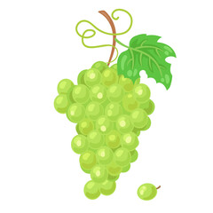 Big bunch of green grapes. In cartoon style. Isolated on white background. Vector flat illustration.