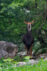 Sable Antelope in Pretoria zoo