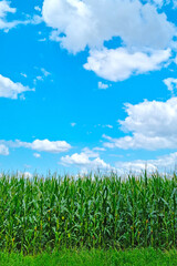 A field of green corn and blue sky. The backdrop of rural nature.