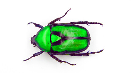 Green beetle isolated on white. Metall green flower beetle Rhomborrhina gigantea from Malaysia close up. Cetoniidae. Collection beetles. Coleoptera. Entomology