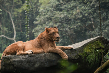 A beautiful female lion laying on the big stone