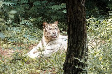 Fototapeta na wymiar A white tiger lying while sticking tongue behind the tree