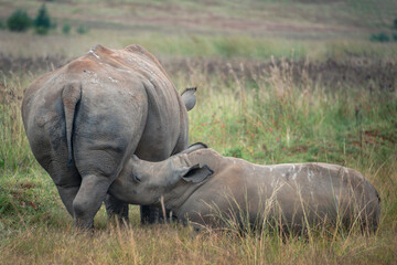 A white rhino calf suckling © Andrew