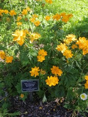 Obraz premium A bush with beautiful yellow inflorescences .The first spring blooming flowers. A plate with the name of the plant 