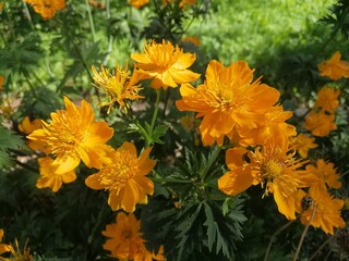 A bush with beautiful yellow inflorescences .The first spring blooming flowers. A plate with the name of the plant 
