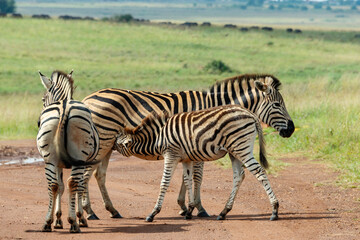 Fototapeta na wymiar Zebra foal suckling