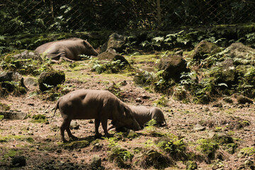 A bunch of warty pigs playing in the middle of forest