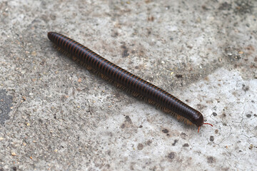 Сentipede in Vietnamese rain forest 