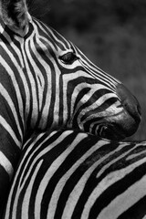 Obraz na płótnie Canvas Black and white headshot of a zebra resting its head on another zebra