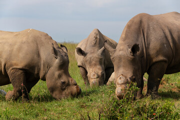 Three dehorned white rhino grazing © Andrew