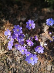 a rare sky blue Hepatica. The first spring blooming flowers on blurred background. Desktop Wallpaper	
