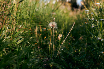 Dandelion flower surrounded by green grass
