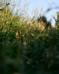 Dandelion flower surrounded by green grass