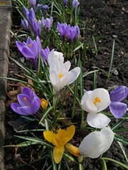 a group of purple, white and yellow blooming crocuses with open buds and big petals sparkling in the sun  on a garden bed 