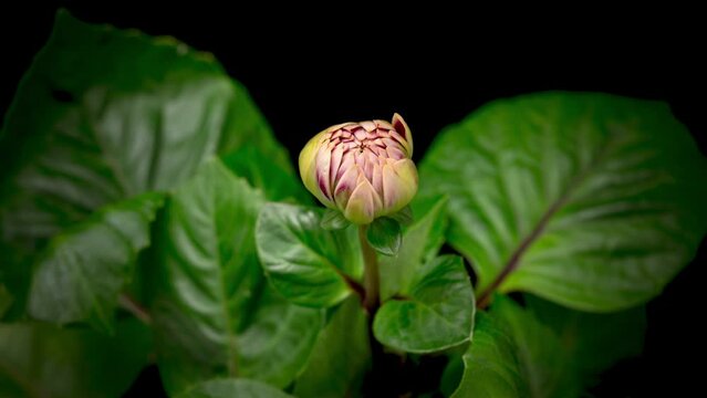 4K Time Lapse of blooming red white Dahlia. Timelapse of growing and opening beautiful flower with green leaves on black background. Time-lapse close-up.