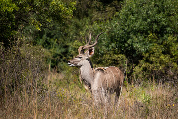 Naklejka na ściany i meble A male kudu with trees in the background