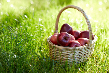 season, gardening and harvesting concept - red ripe apples in wicker basket on grass