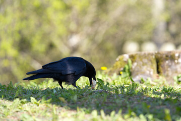 Black crow eating piece of bread at local mountain Uetliberg on a sunny spring day. Photo taken April 21st, 2022, Zurich, Switzerland.
