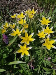 Fototapeta premium Bright yellow and white Tulipa Tarda Stapf. The first spring flowers on the flower bed. Blooming plants. Floral Desktop wallpaper